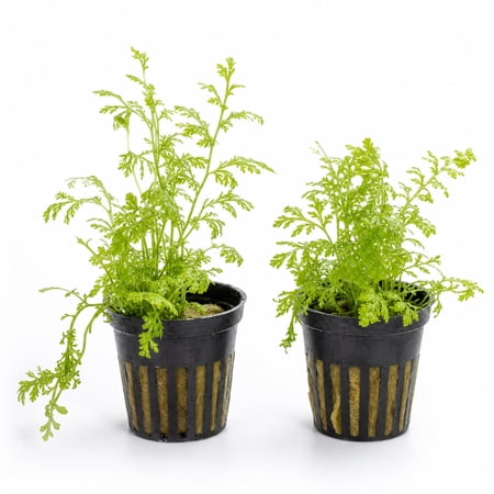 Canton Aquatics Water Sprite Indian Fern – Live Aquarium Plant – 2 Inch Pot