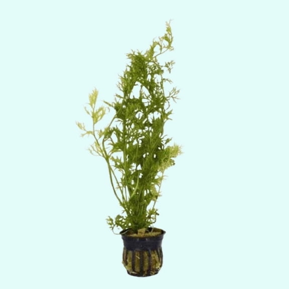 Water Sprite Lace Leaf Ceratopteris Thalictroide (1 Plant | Potted | Small 5-8 Inches) Live Aquarium Plants BUY 2 GET 1 FREE