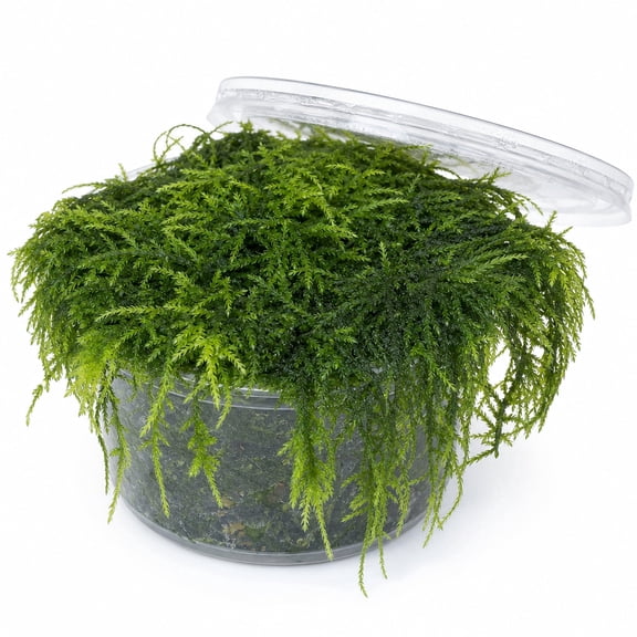 Canton Aquatics Weeping Moss Live Aquarium Moss Plant, Green, 4 oz Cup, 1 Count