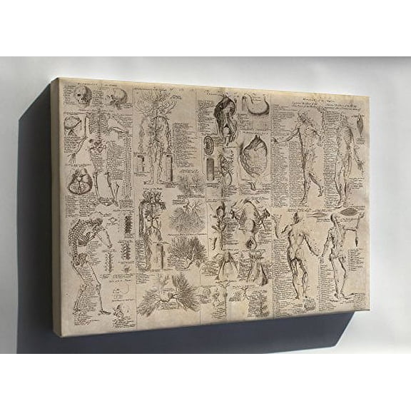 Canvas 16x24; Anatomical Human Anatomy Chart, From Cyclopaedia, 1728