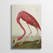 Canvas Gallery Wrap - American Flamingo