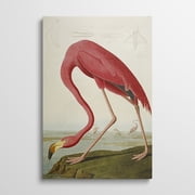 Canvas Gallery Wrap - American Flamingo