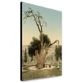 thumbnail image 1 of Canvas Print: Abraham's Tree Mamreh, Hebron, Holy Land, (I.E., West Bank), circa, 1 of 3