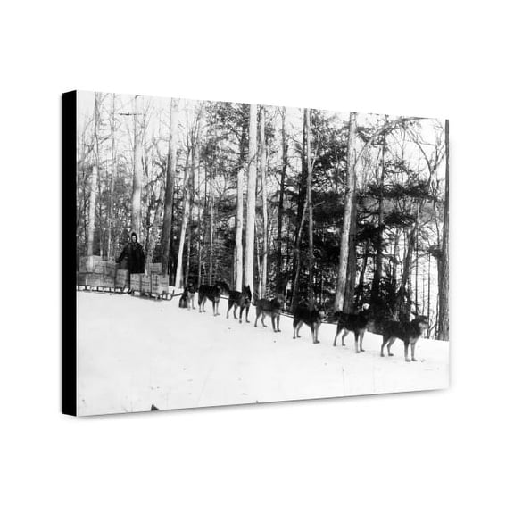 Canvas Print: Alaska--Freighting With Dog Teams, 1911