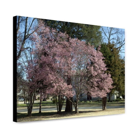Canvas Print: First Signs Of Spring In Capitol Park In Tuscaloosa, Alabama, 2010