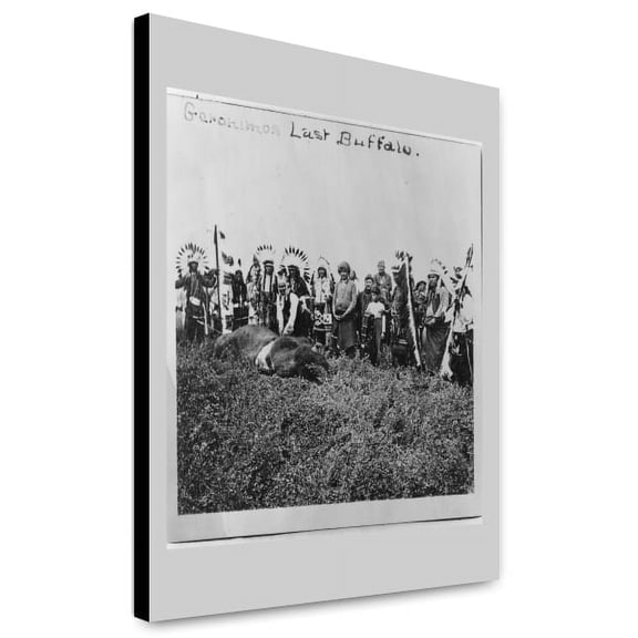 Canvas Print: Geronimos Last Buffalo, 1906
