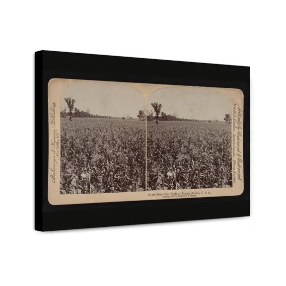 Canvas Print: In The Great Corn Fields Of Eastern Kansas, U.S.A., 1897