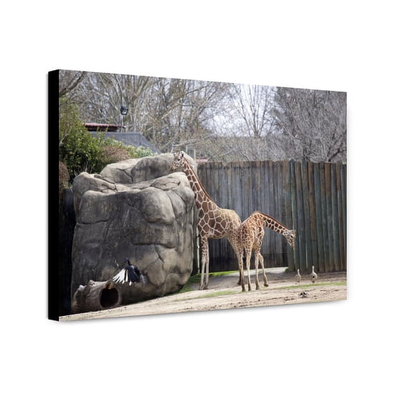 Canvas Print: Montgomery Zoo, Montgomery, Alabama, 2010