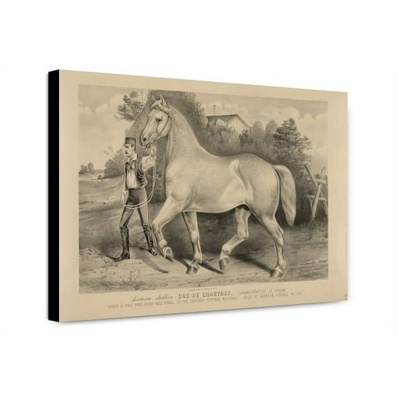 Canvas Print: Percheron Stallion Duc De Chartres, Imported By A. Rogy: Winner Of