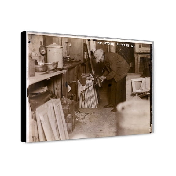 Canvas Print: Rat-Catcher At Work, 1920
