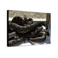 thumbnail image 1 of Canvas Print: Rattlesnake Rodeo In Opp, Alabama, 2010, 1 of 3