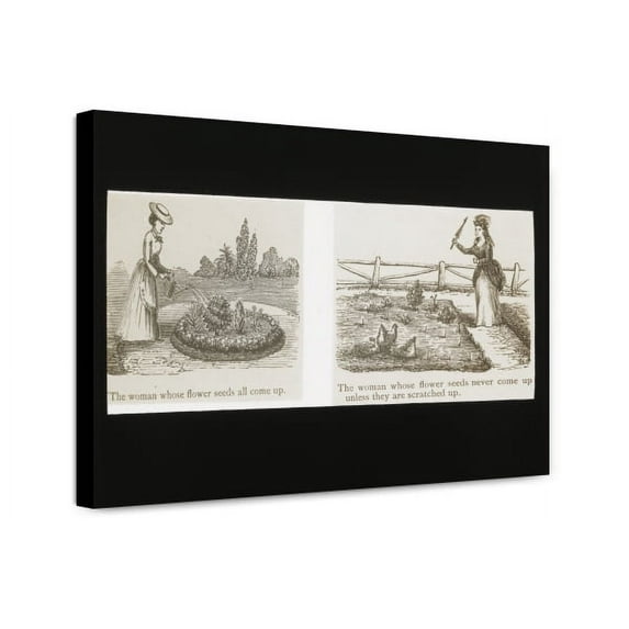 Canvas Print: Reproduction Of Illustrations Showing Women And Flower Seeds, circa