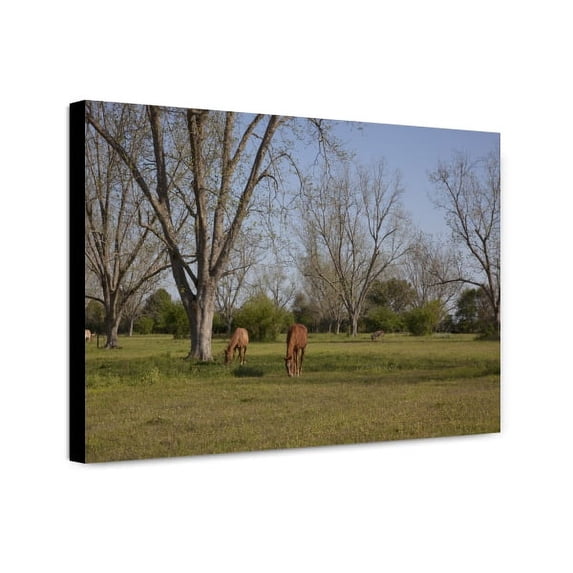 Canvas Print: Rural Alabama In The Spring, 2010