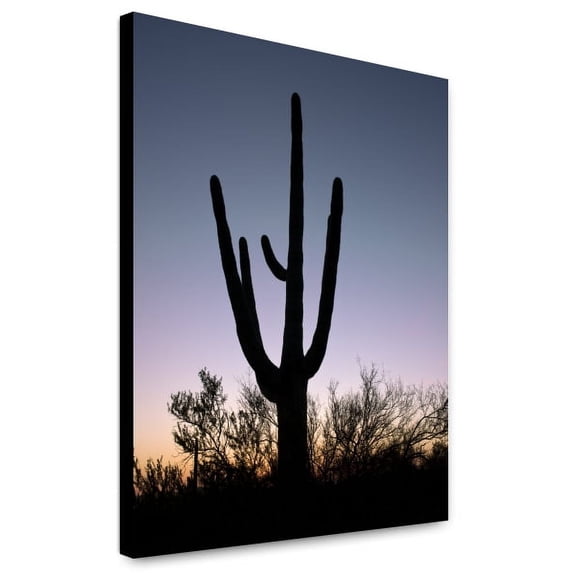 Canvas Print: Saguaro Cactus Near Tucson, Arizona, 2008