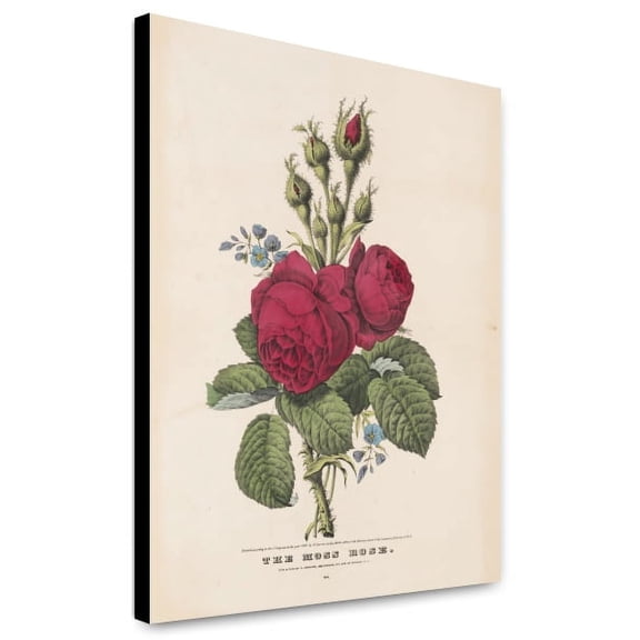 Canvas Print: The Moss Rose, 1847