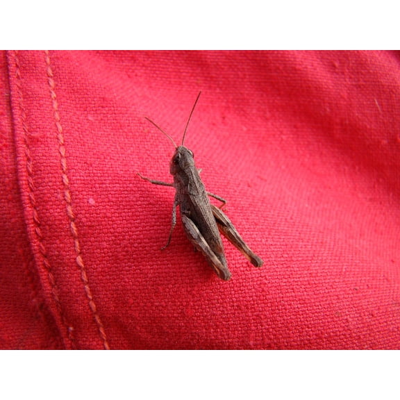 Canvas Print The Tent Insect Brown Grasshopper Stretched Canvas 10 x 14