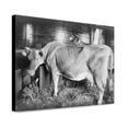 thumbnail image 1 of Canvas Print: Two Cows And Calf In Barn, 1904, 1 of 3
