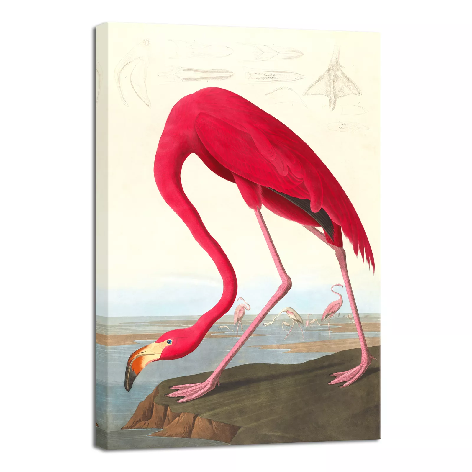 Canvas Print Wall Art American Flamingo By John James Audubon Reproduction Art