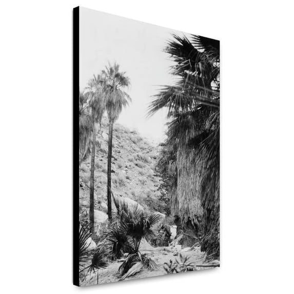 Canvas Print: Washington Palms Growing In Palm Canyon Near Riverside, California