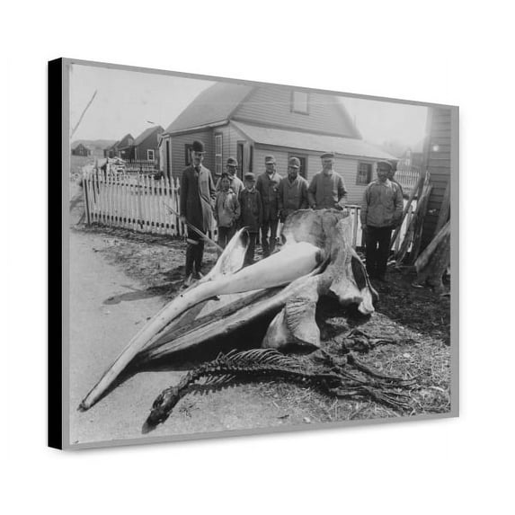 Canvas Print: Whale Head, circa 1900