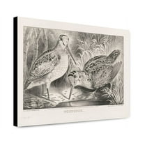 Canvas Print: Woodcock, 1871