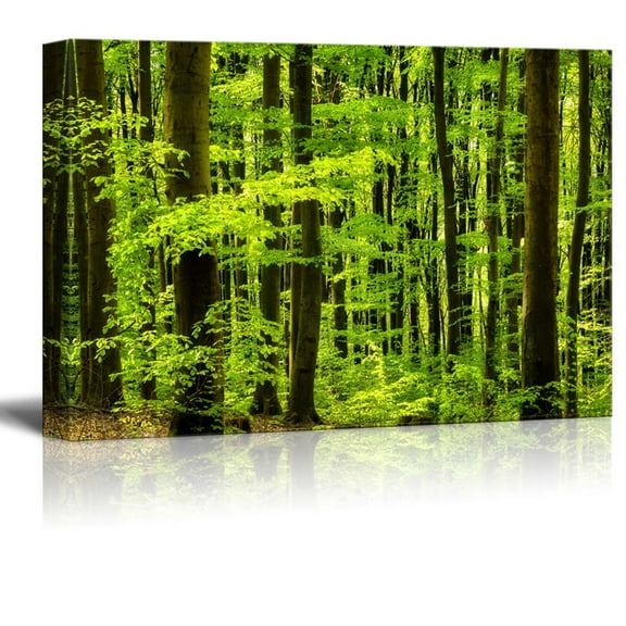 Canvas Prints Wall Art - Beautiful Beech Forest.Scenery of Trees/Woods | Modern Wall Decor/Home Art Stretched Gallery Canvas Wraps Giclee Print &amp; Ready to Hang - 24" x 36"