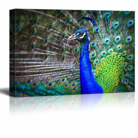 Canvas Prints Wall Art - Close-up Portrait of Beautiful Peacock with Feathers Out , Modern Home Deoration/Wall Decor Giclee Printing Wrapped Canvas Art Ready to Hang - 24" x 36"