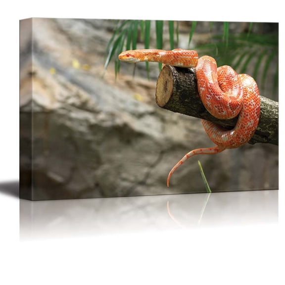 Canvas Prints Wall Art - Closeup of a Corn Snake on a Branch | Modern Wall Decor/Home Art Stretched Gallery Canvas Wrap Giclee Print & Ready to Hang - 24" x 36"