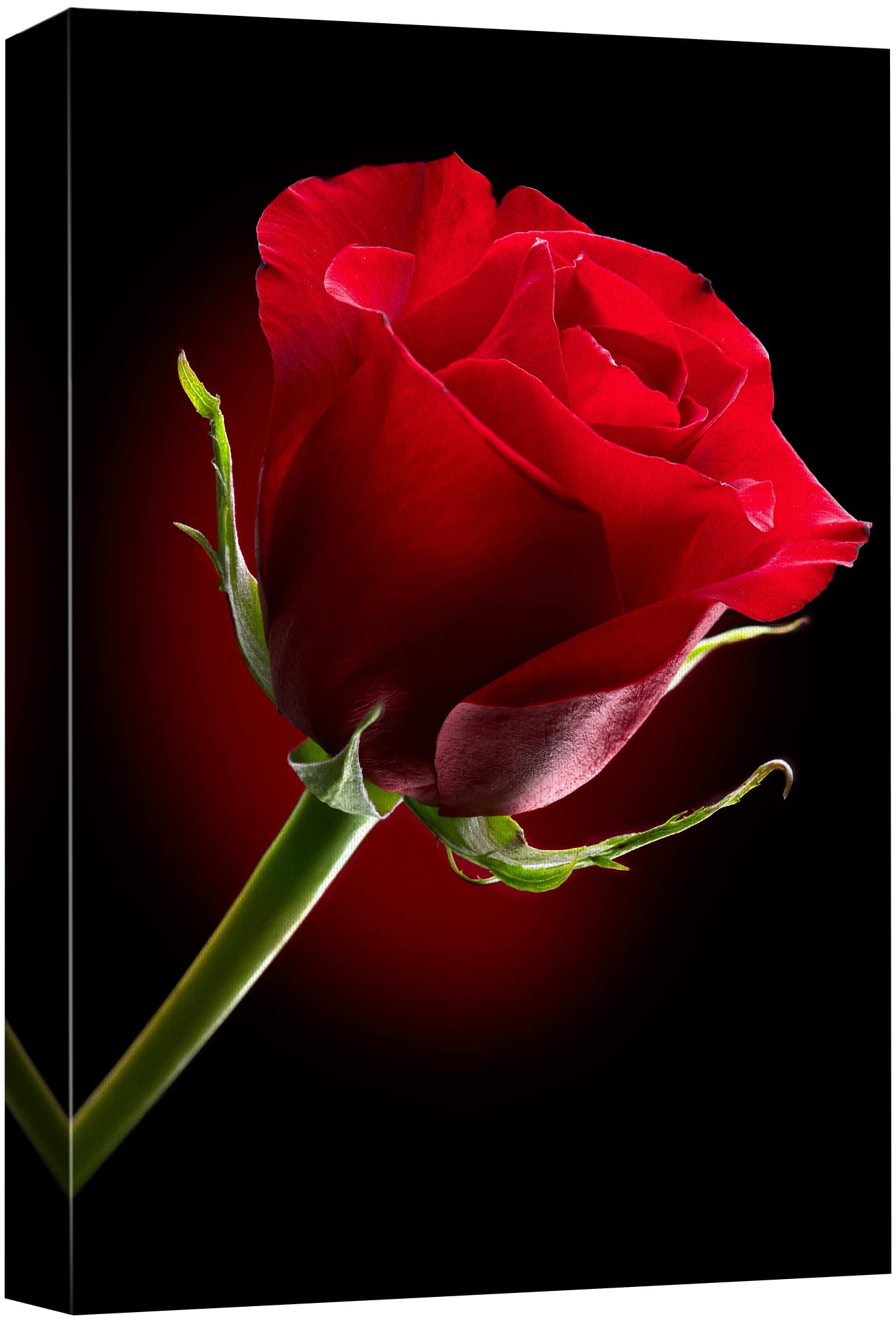 Red Rose on Black Background Framed Canvas Print, 12" x 18"