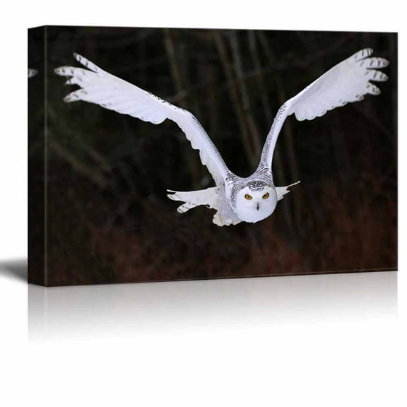 Canvas Prints Wall Art - A Flying Snowy Owl Animal/Bird Photograph | Modern Wall Decor/Home Decoration Stretched Gallery Canvas Wrap Giclee Print &amp; Ready to Hang - 24" x 36"