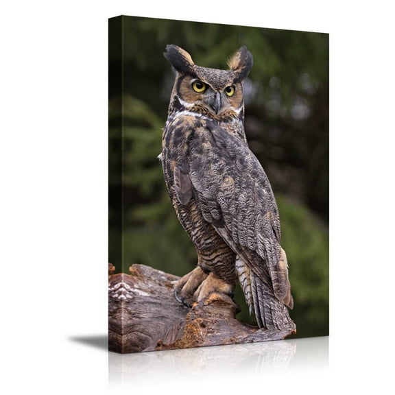 Canvas Prints Wall Art - a Great Horned Owl Sitting on a Tree Stump | Modern Wall Decor/Home Decoration Stretched Gallery Canvas Wrap Giclee Print &amp; Ready to Hang - 16" x 24"