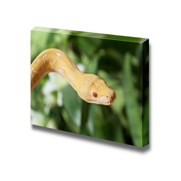 Canvas Prints Wall Art - Lavender Tiger Albino Python Snake Closeup | Modern Wall Decor/Home Art Stretched Gallery Canvas Wrap Giclee Print & Ready to Hang - 16" x 24"