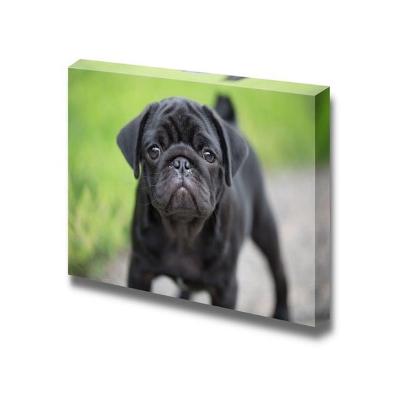 Canvas Prints Wall Art - Little Black Pug Puppy Dog Cute Pet/Animal Photograph | Modern Wall Decor/Home Decoration Stretched Gallery Canvas Wrap Giclee Print &amp; Ready to Hang - 16" x 24"