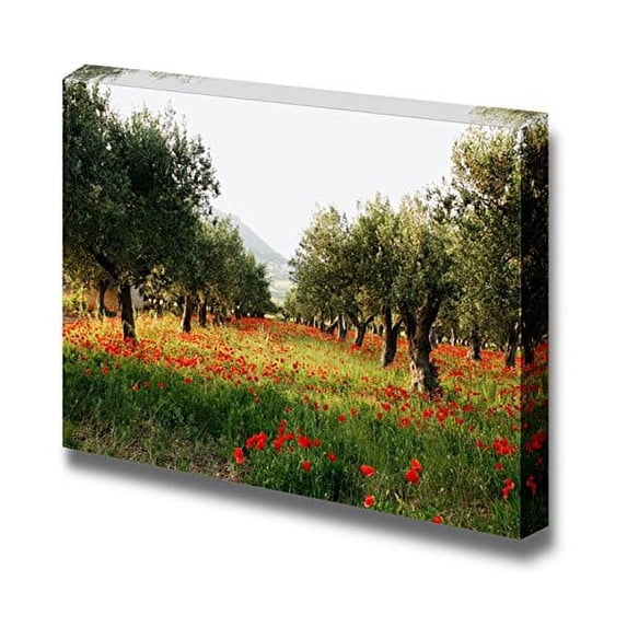 Canvas Prints Wall Art - Olive Trees on a Carpet of Poppies - 24" x 36"