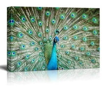 Canvas Prints Wall Art - Peacock Showing Its Beautiful Feathers/Spreading Its Tail | Modern Wall Decor/Home Decoration Stretched Gallery Canvas Wrap Giclee Print & Ready to Hang - 16" x 24"