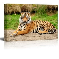 Canvas Prints Wall Art - A Royal Bengal Tiger in The Wild | Modern Wall Decor/Home Decoration Stretched Gallery Canvas Wrap Giclee Print & Ready to Hang - 12" x 18"