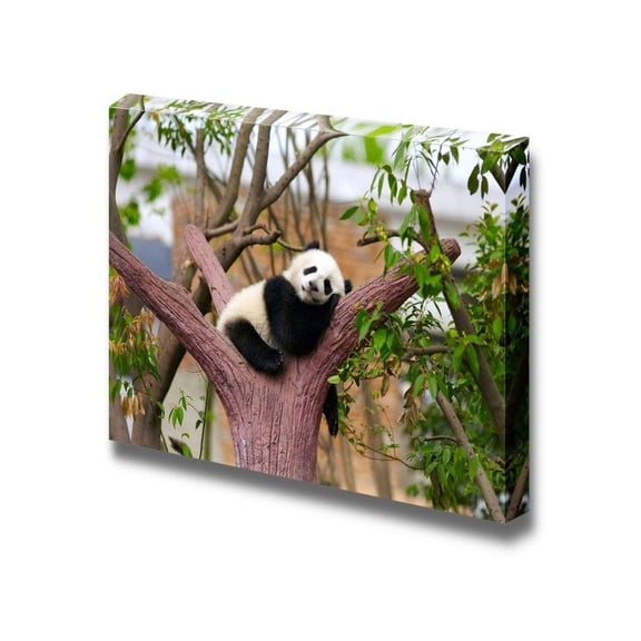 Canvas Prints Wall Art - Sleeping Baby Giant Panda on a Tree Branch | Modern Wall Decor/Home Art Stretched Gallery Canvas Wrap Giclee Print & Ready to Hang - 12" x 18"
