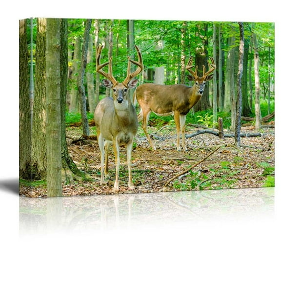 Canvas Prints Wall Art - Whitetail Deer Buck Standing in the Woods | Modern Wall Decor/Home Decor Gallery Wraps Giclee Print & Wood Framed. Ready to Hang - 24" x 36"