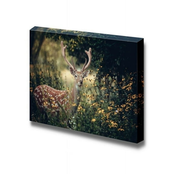 Canvas Prints Wall Art - Whitetail Deer Standing in Autumn Wood Wild Animal Photograph | Modern Wall Decor/Home Decoration Stretched Gallery Canvas Wrap Giclee Print & Ready to Hang - 24" x