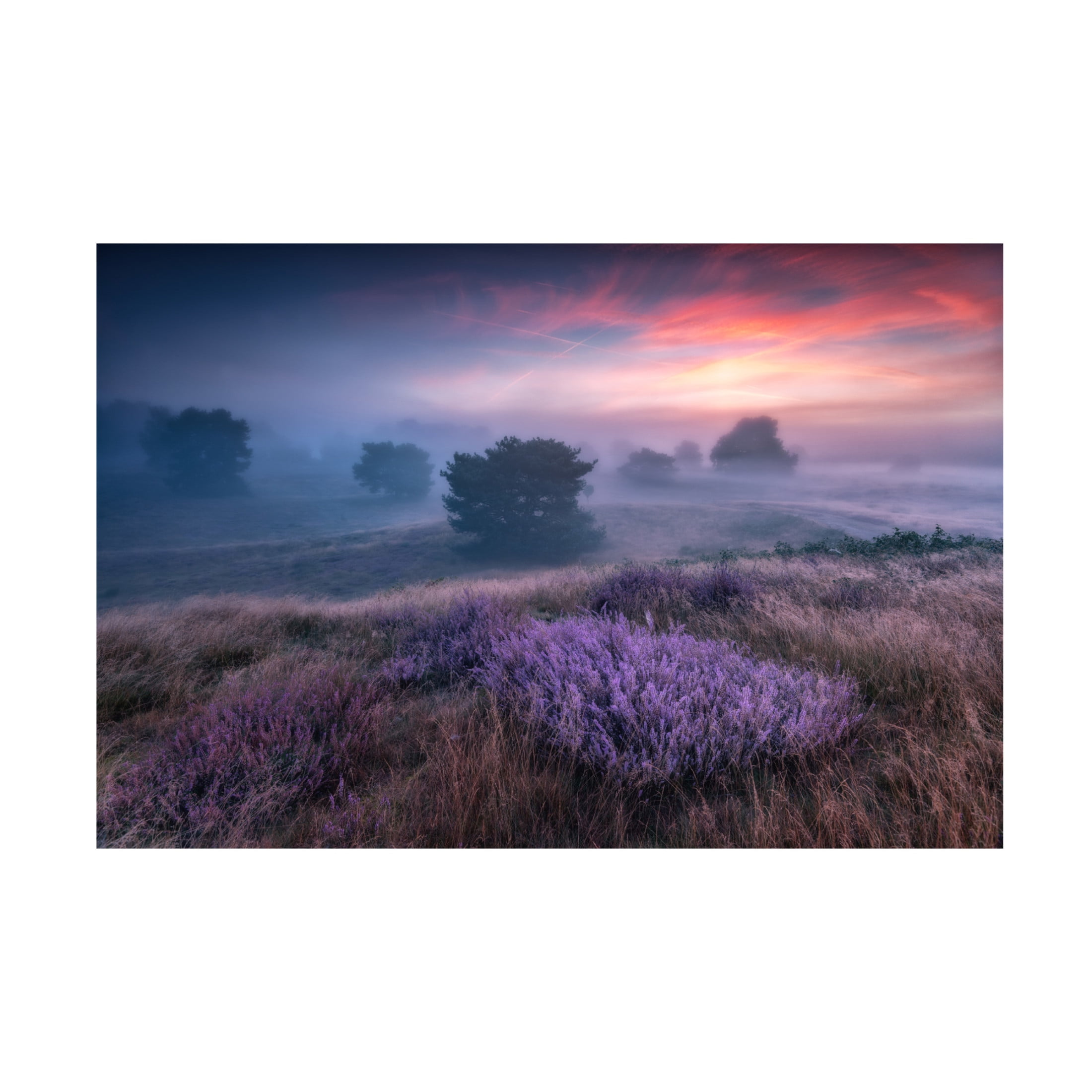 Canvas Wall Art - Adam Pachula 'Qthe Colors Of Heatherq' Wall Art for Living Room, Bedroom, or Office D?cor by Trademark Fine Art - 19 x 12 Inches