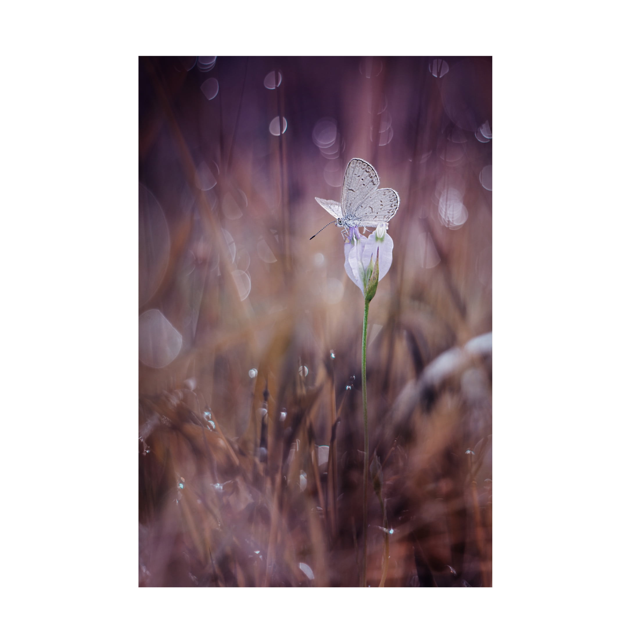 Canvas Wall Art - Ahmad Baihaki 'Waiting' Wall Art for Living Room, Bedroom, or Office D?cor by Trademark Fine Art - 22 x 32 Inches