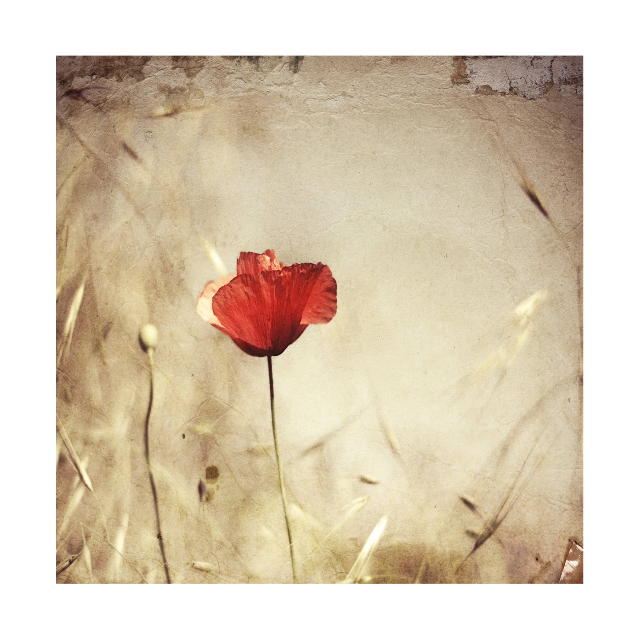 Canvas Wall Art - Ala Pneuma 'Alone' Wall Art for Living Room, Bedroom, or Office Décor by Trademark Fine Art - 18 x 18 Inches