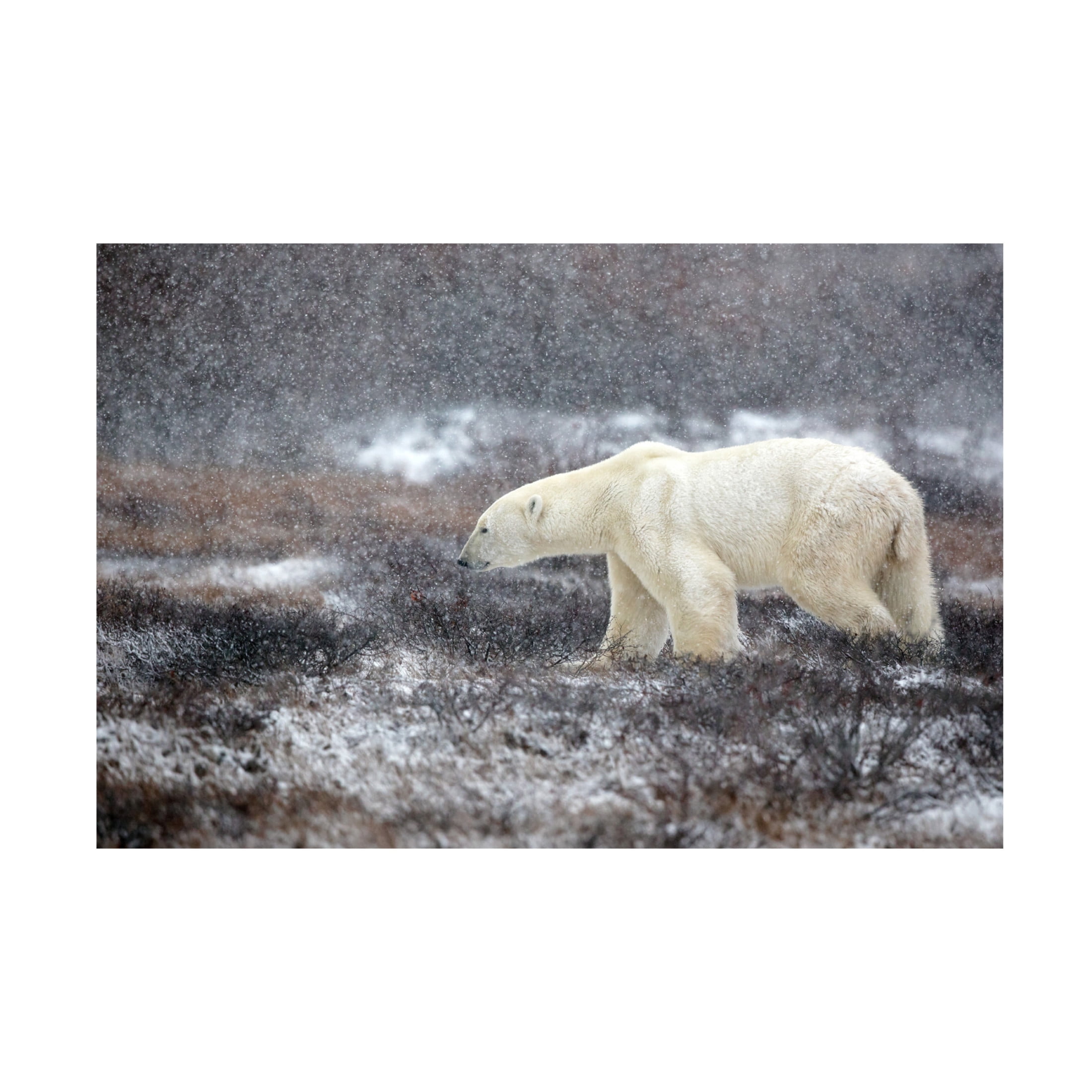 Canvas Wall Art - Alessandro Catta 'Snowing Time' Wall Art for Living Room, Bedroom, or Office Décor by Trademark Fine Art - 24 x 16 Inches