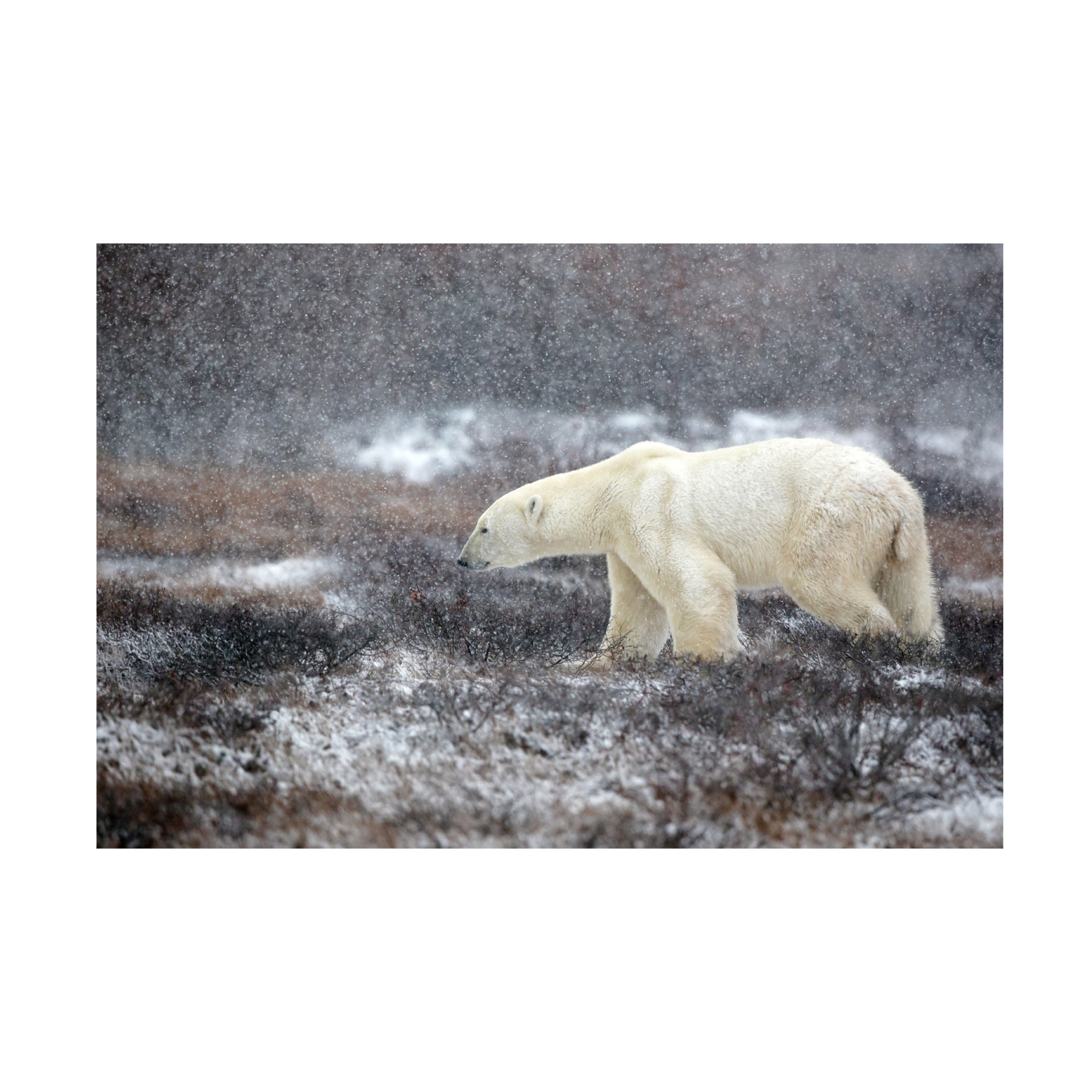 Canvas Wall Art - Alessandro Catta 'Snowing Time' Wall Art for Living Room, Bedroom, or Office Décor by Trademark Fine Art - 32 x 22 Inches