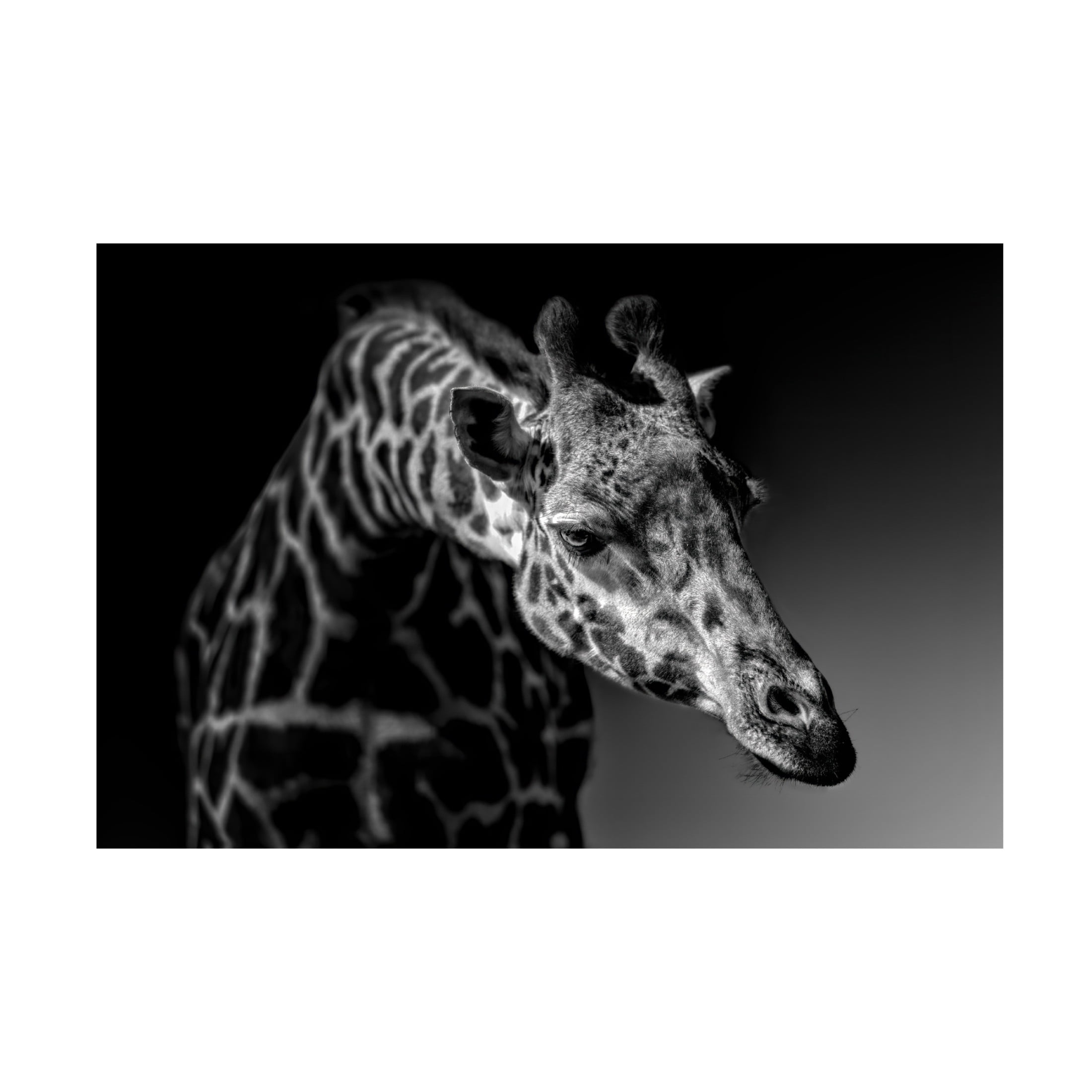 Canvas Wall Art - Alex Zhao 'Giraffe' Wall Art for Living Room, Bedroom, or Office Décor by Trademark Fine Art - 19 x 12 Inches