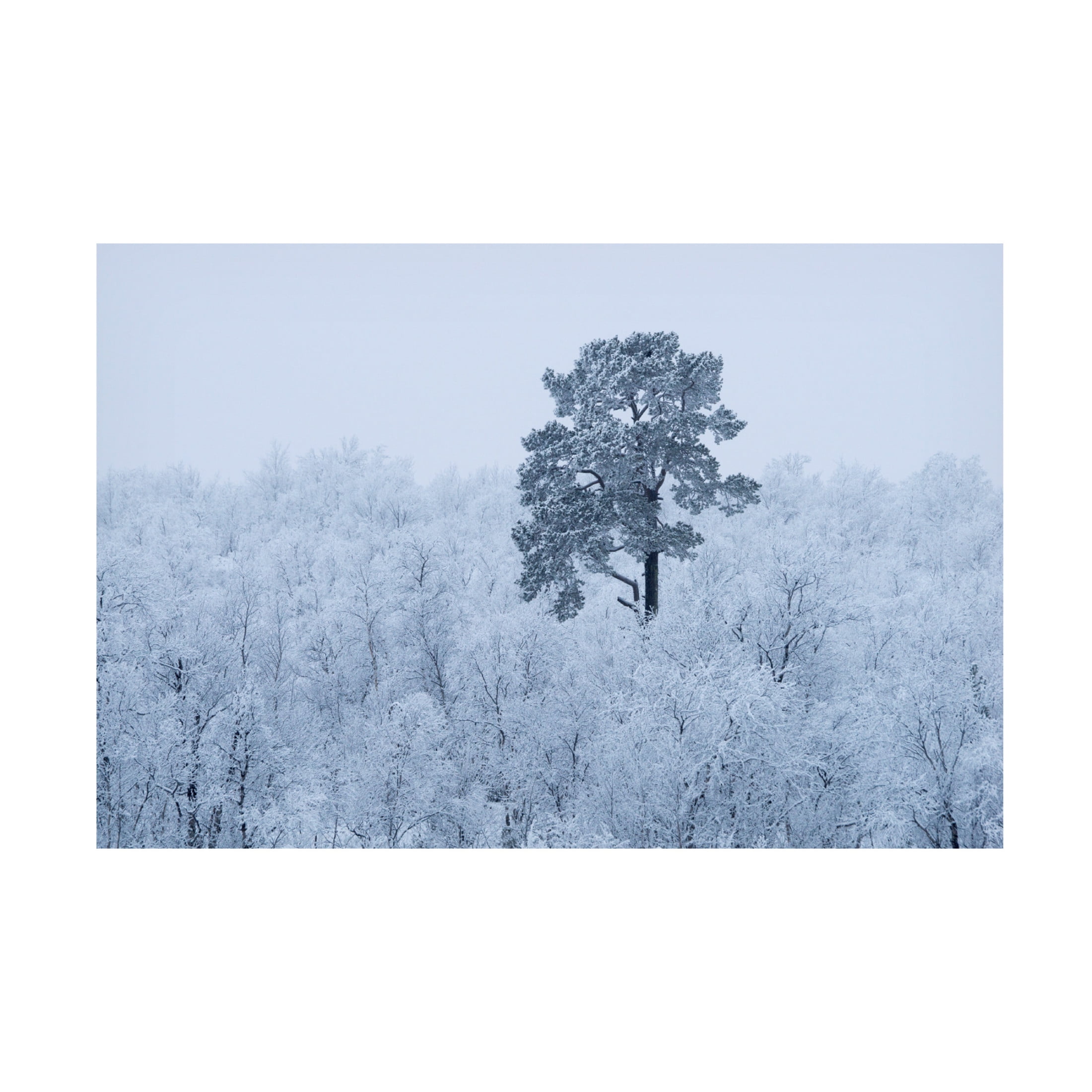Canvas Wall Art - Alexey Kharitonov 'First Snow' Wall Art for Living Room, Bedroom, or Office Décor by Trademark Fine Art - 47 x 30 Inches