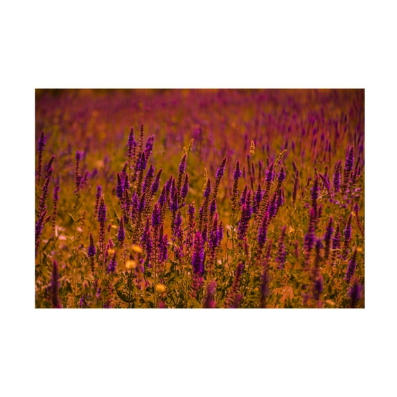 Canvas Wall Art - Ali Heidari 'Violets' Wall Art for Living Room, Bedroom, or Office Décor by Trademark Fine Art - 47 x 30 Inches