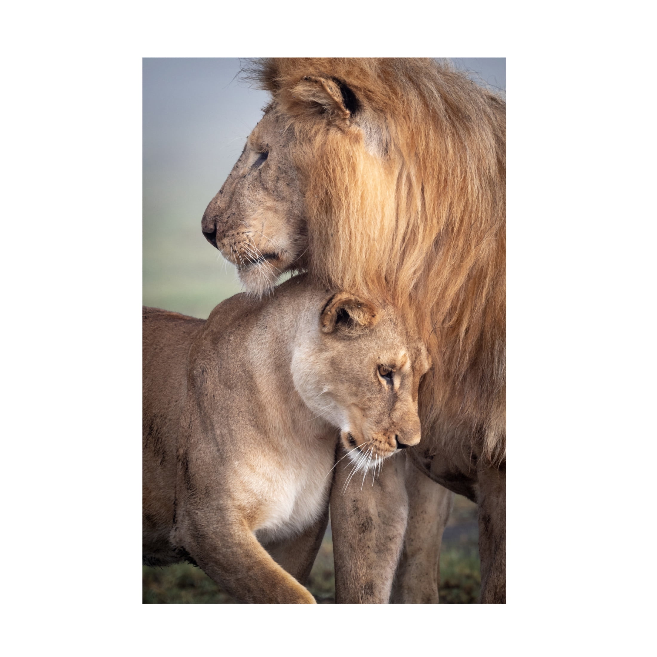 Canvas Wall Art - Ali Khataw 'Wild Love' Wall Art for Living Room, Bedroom, or Office Décor by Trademark Fine Art - 16 x 24 Inches