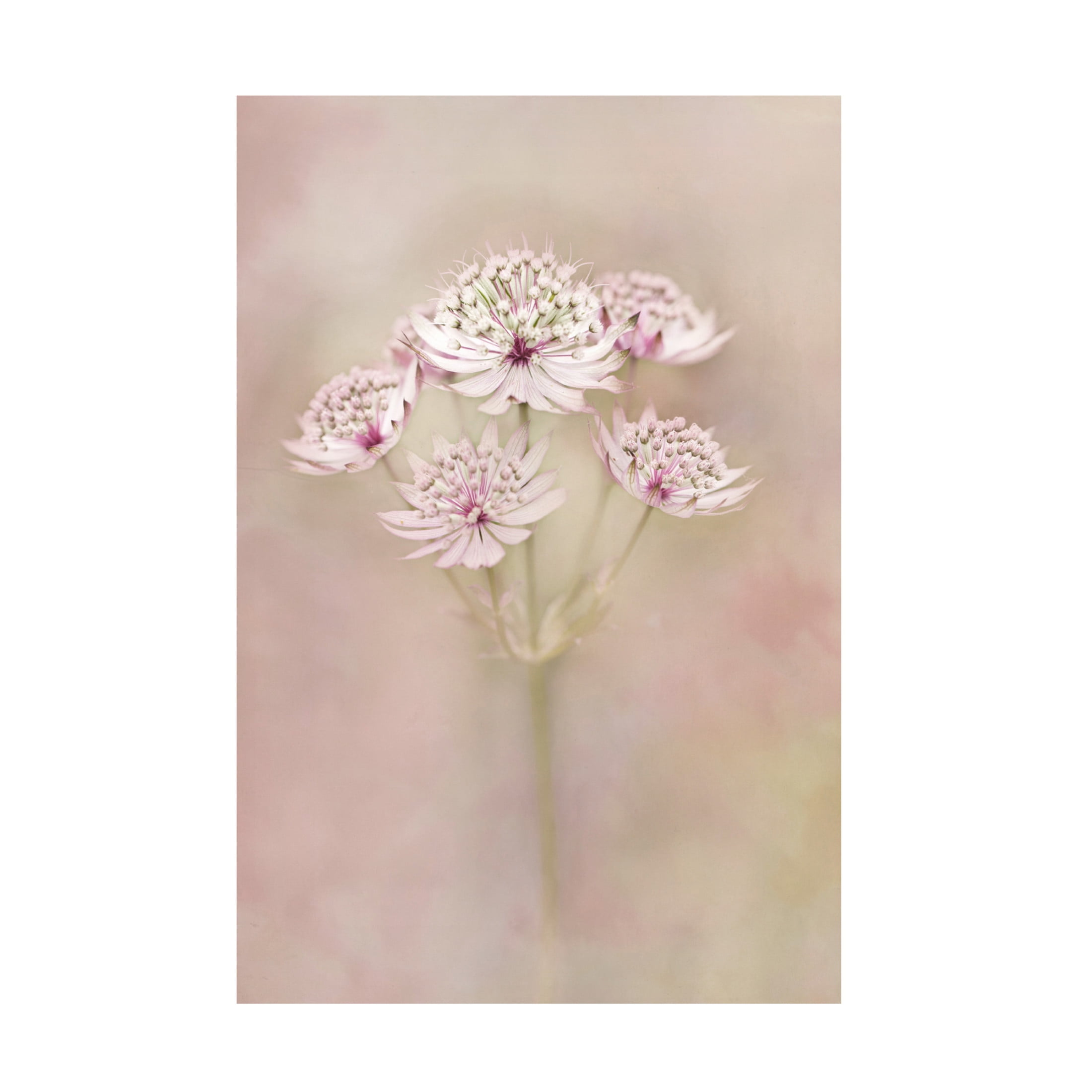 Canvas Wall Art - Alida van Zaane 'Astrantia' Wall Art for Living Room, Bedroom, or Office D?cor by Trademark Fine Art - 30 x 47 Inches