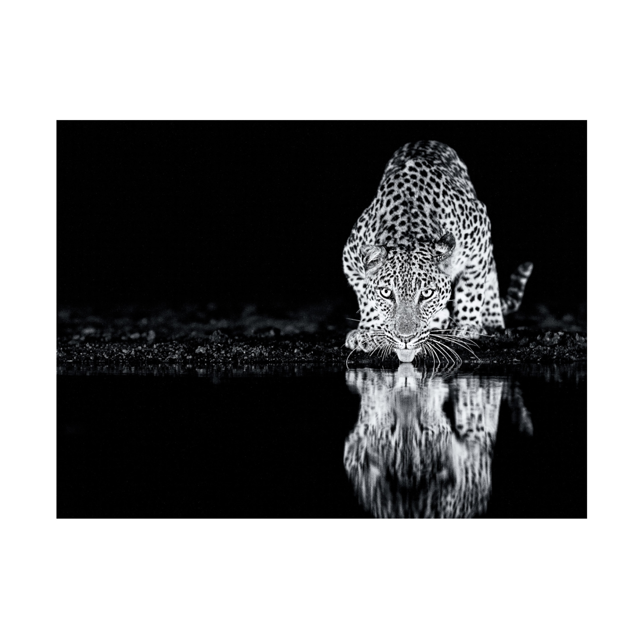 Canvas Wall Art - Amnon Eichelberg 'Cheetah Still' Wall Art for Living Room, Bedroom, or Office D?cor by Trademark Fine Art - 24 x 18 Inches